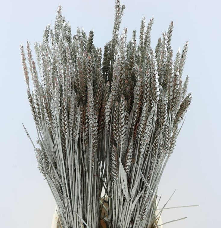 Getrockneter Weizenplatin bunt