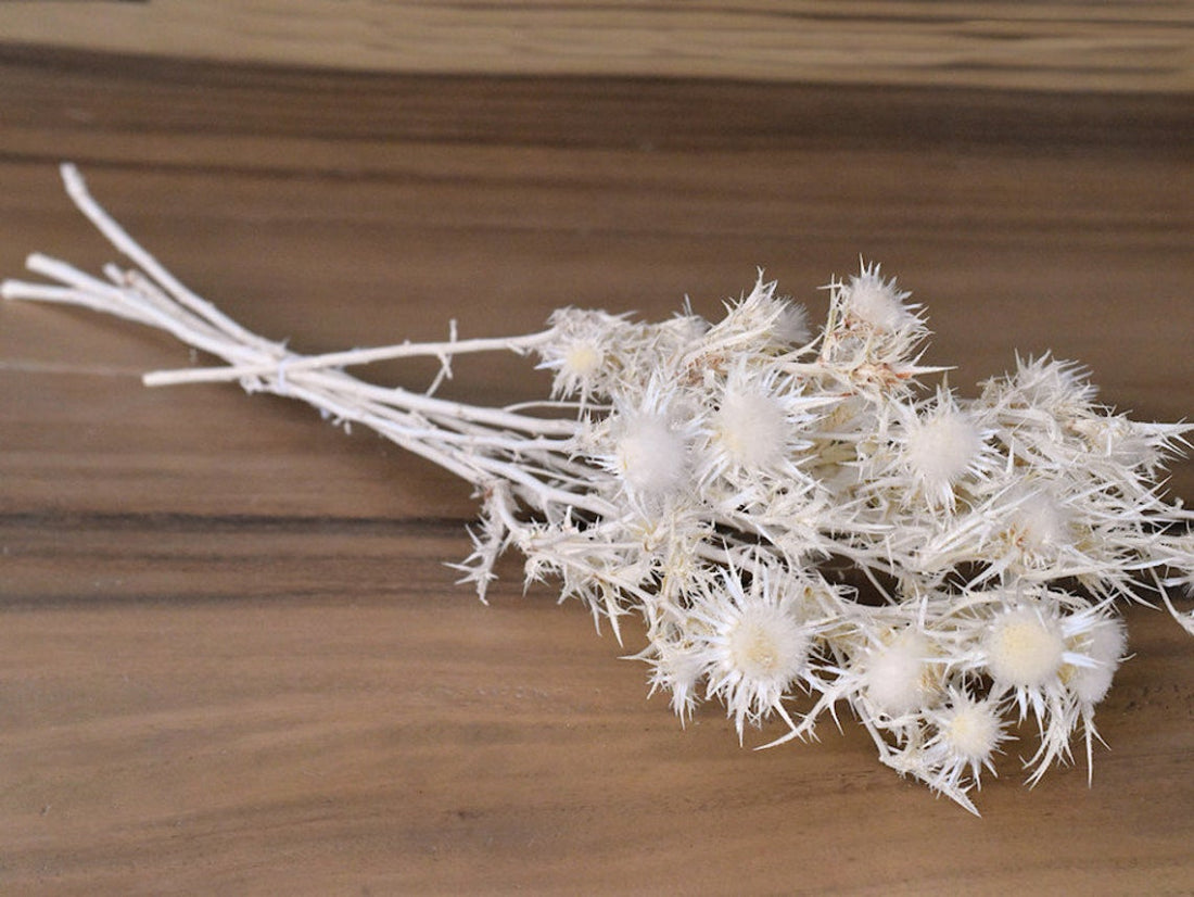 Dried Eryngium Thistles bleached