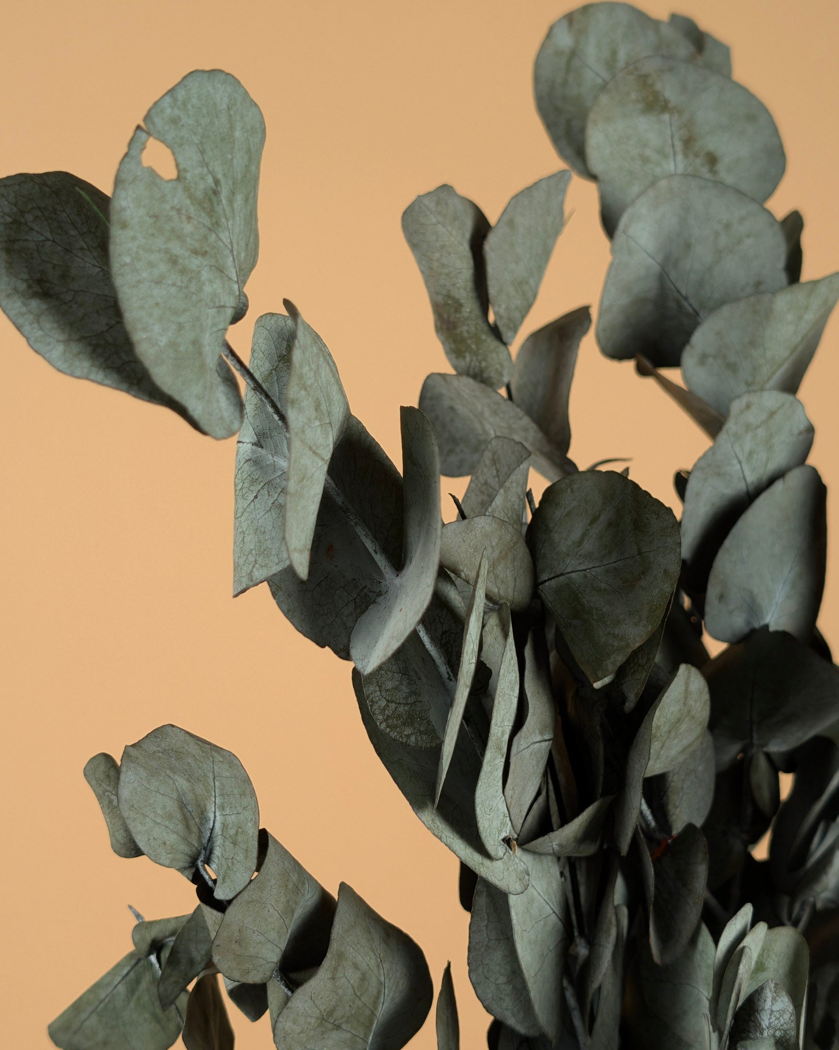 Eukalyptus cinerea erhalten