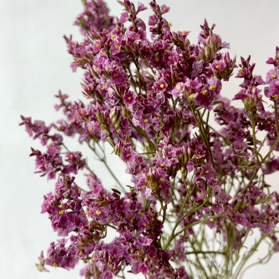 Dried Limonium Diamond Pink