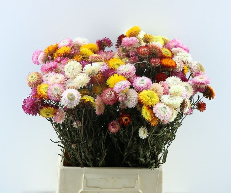 Getrocknete Helichrysum im Wald gemischt