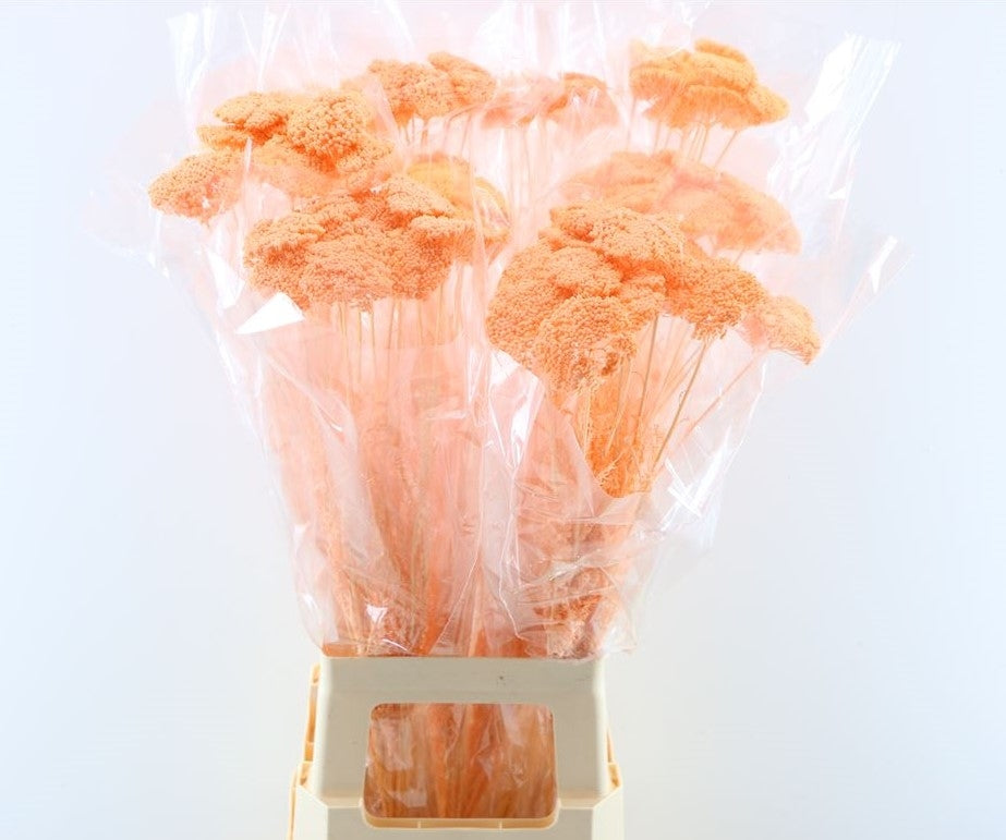 Achillea parker séché orange