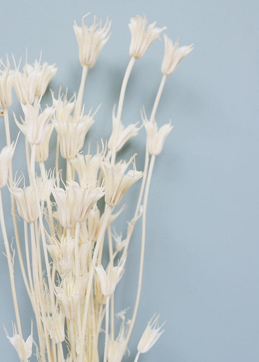 Gedroogde Nigella Orientalis gebleekt