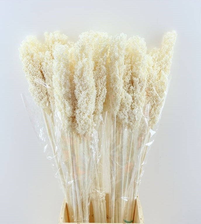 Getrocknetes Sorgum gebleicht