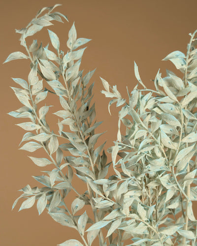 Gepreserveerde Ruscus – licht blauw