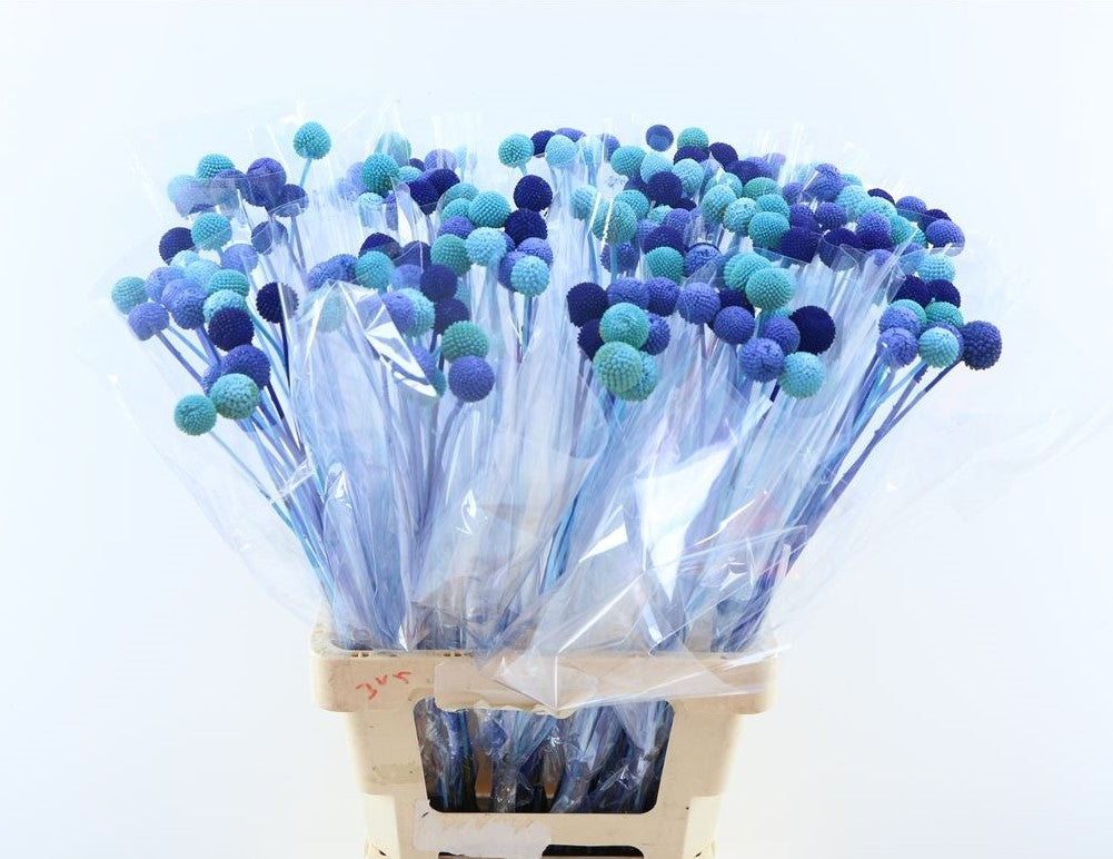 20 Craspedia bolletjes Blue Lagoon mix