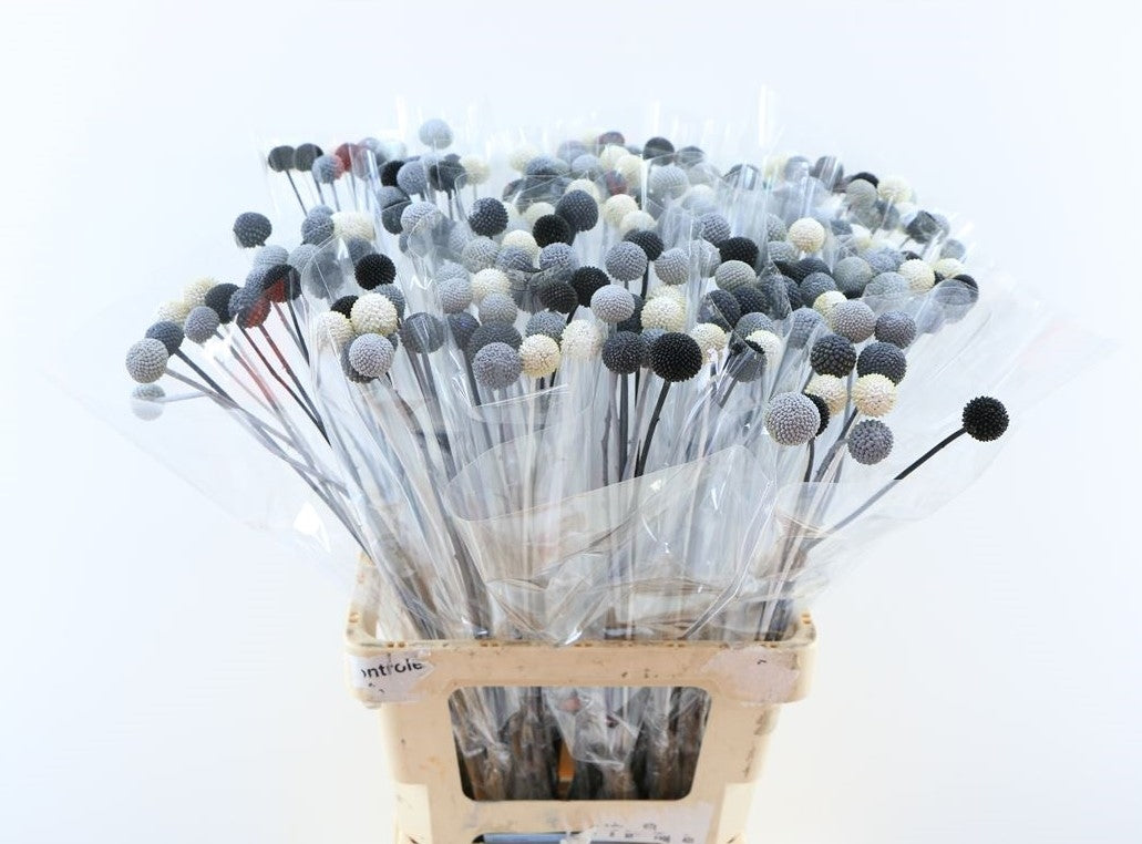 20 Craspedia bolletjes Metal mix