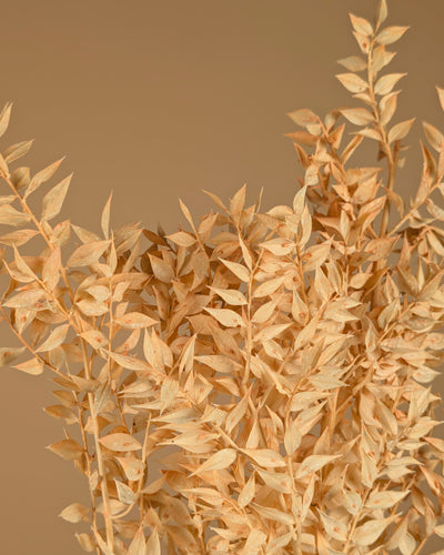 Russcus Salmon Pink Pink