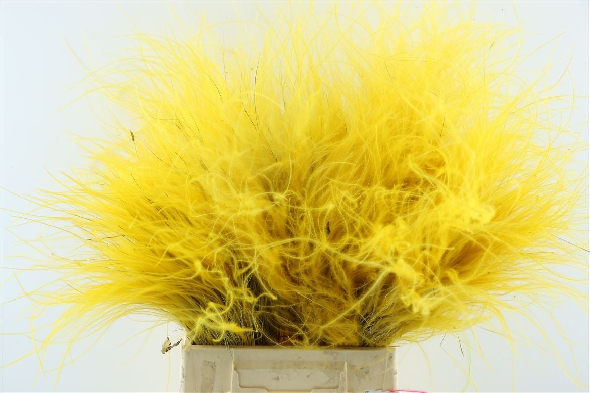 Getrocknete stypa penata gelb