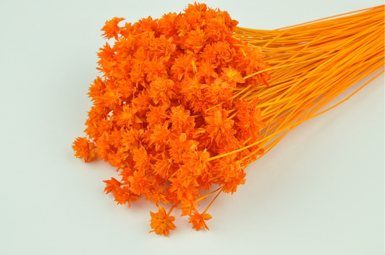 Hügelblume gebleichte Orange