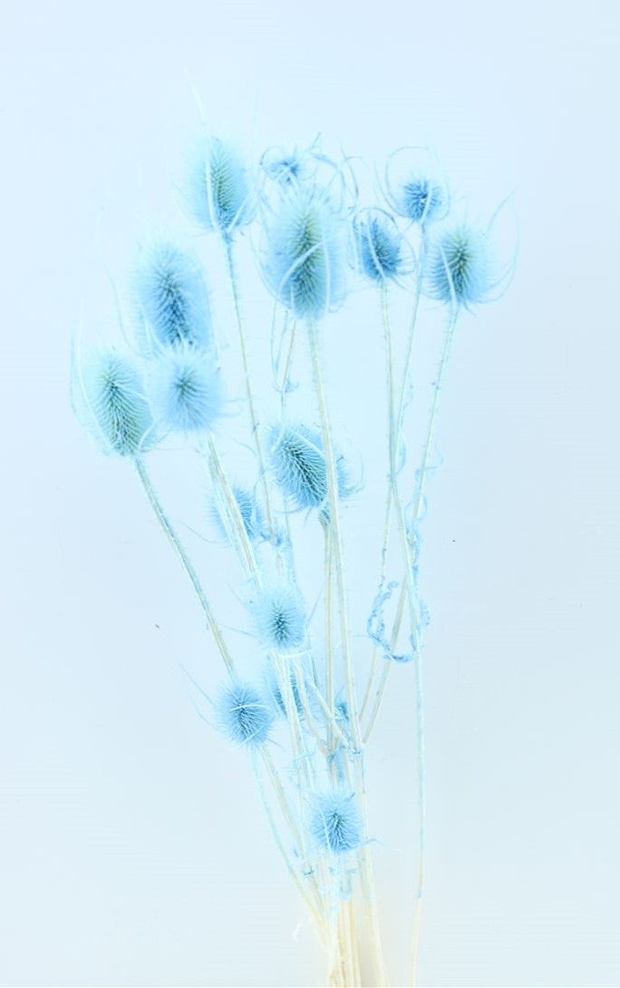 Gedroogde Kardoen Distel gebleekt licht blauw