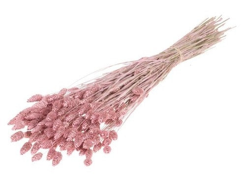 Gedroogde phalaris (kanariegras) – misty pink