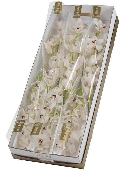 9 Cymbidium Branches Grootbloemig avec 9-10 fleurs