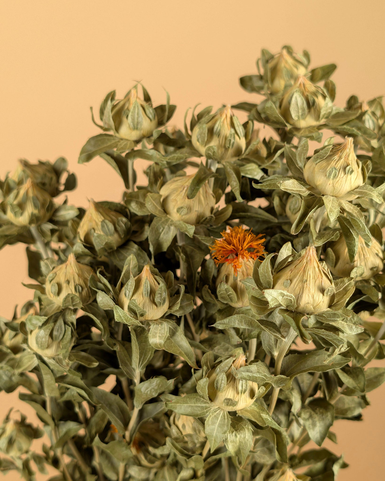 Green de Carthamus séché (naturel)