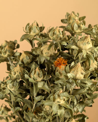 Gedroogde carthamus – groen