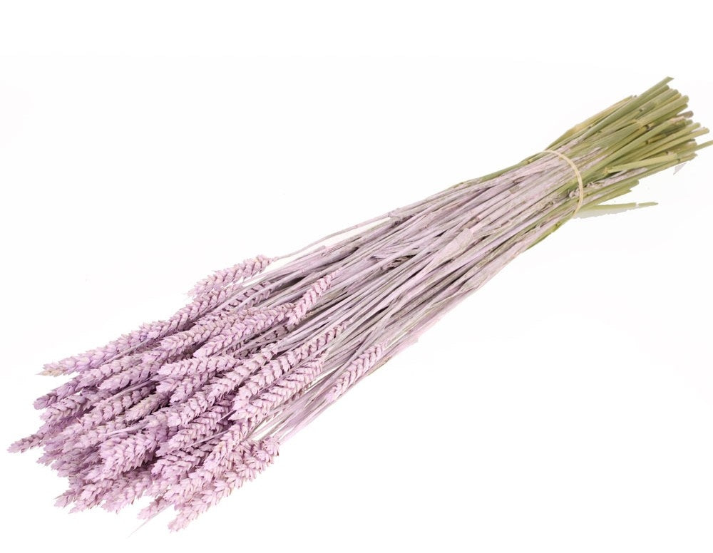 Dried Wheat Lilac Misty