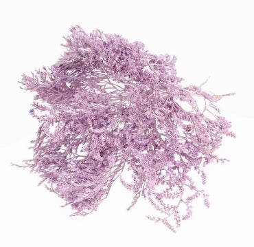 Statistique séchée tatarica lila peinte