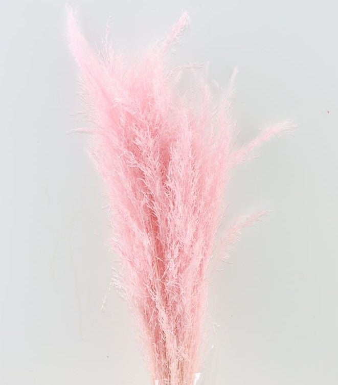 Gedroogd munni grass gebleekt - licht roze
