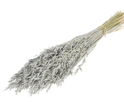 Gedroogde Haver (Avena) – grijs