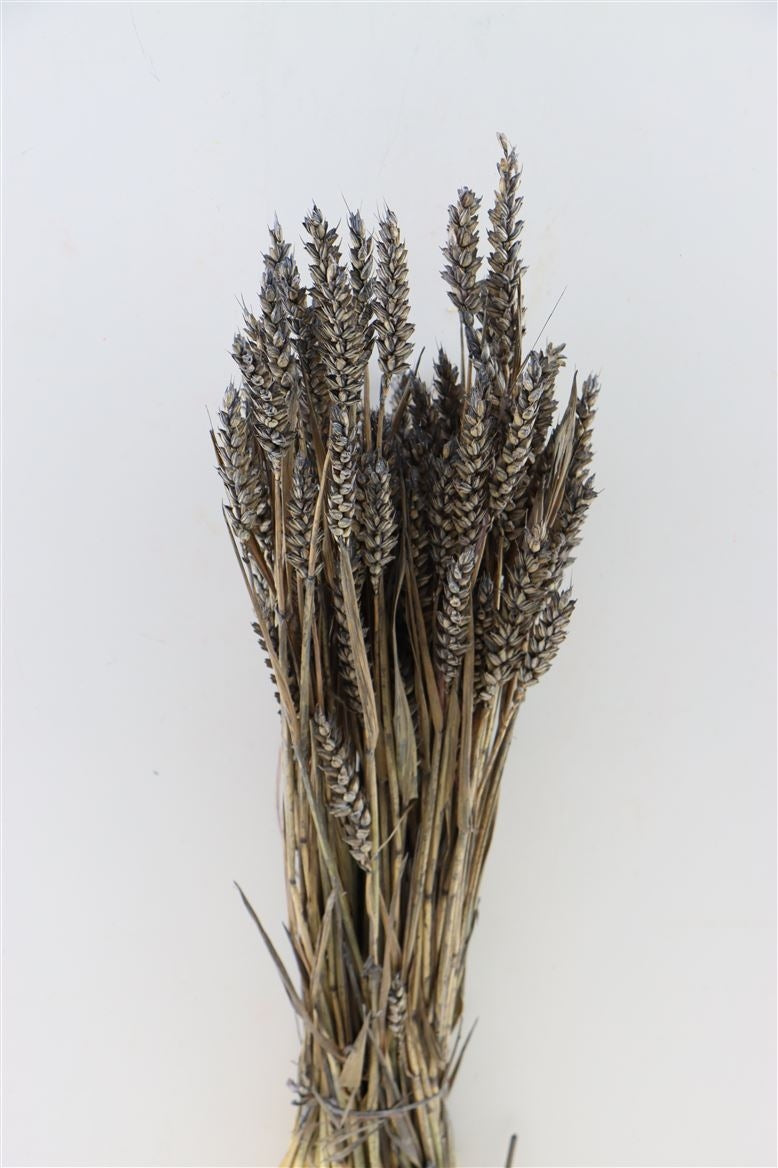 Getrockneter Weizenfrostgrau