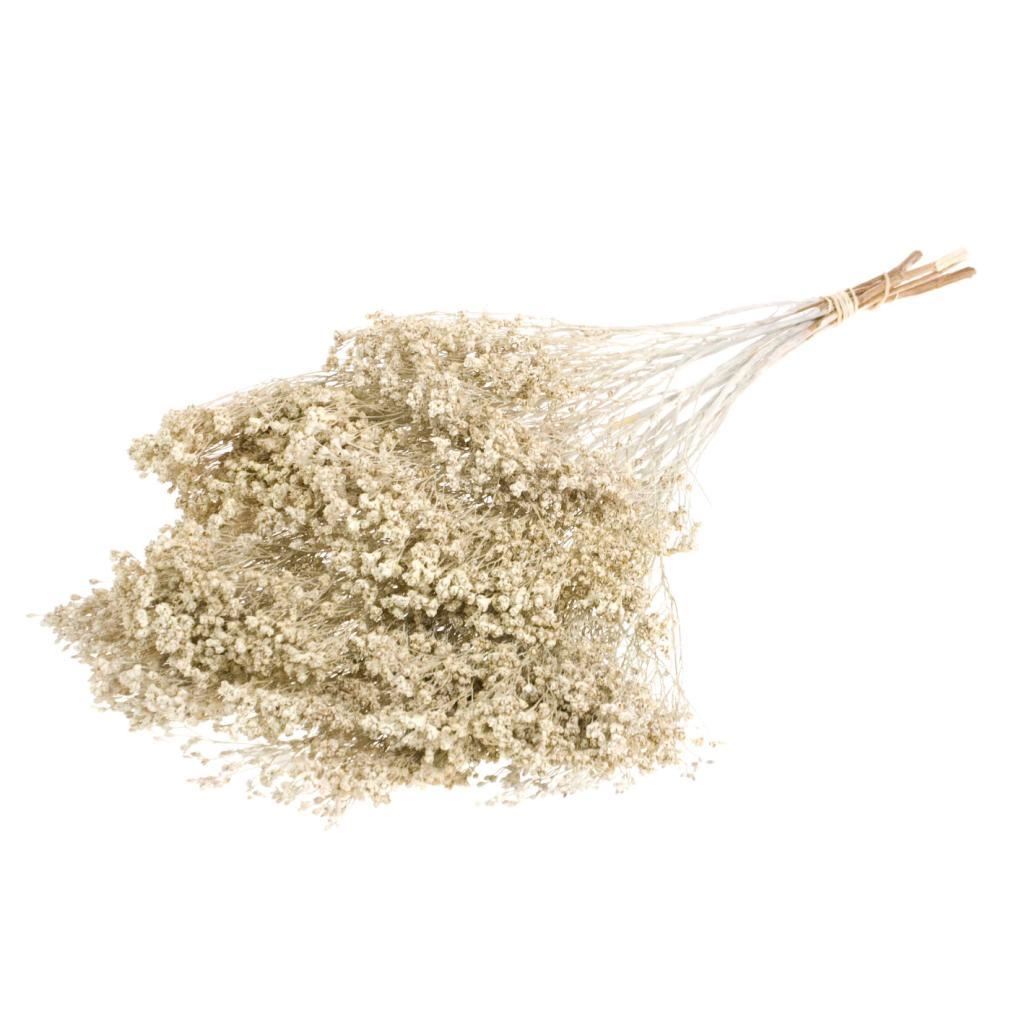 Dried Broom Bloom White Misty