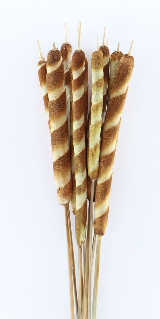 Biodi typha tigre séché