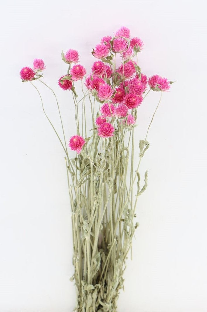 Getrocknetes Gomphrena Pink