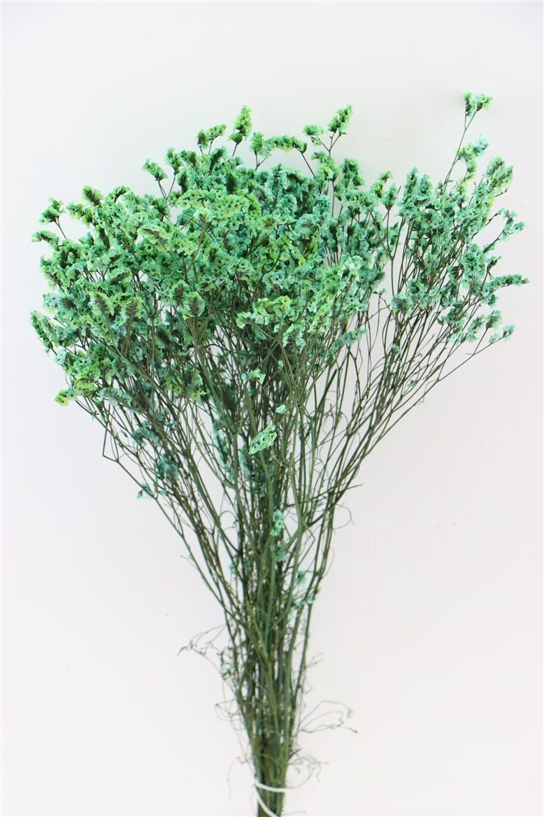 Getrocknetes Limonium -Diamant -Aquablau