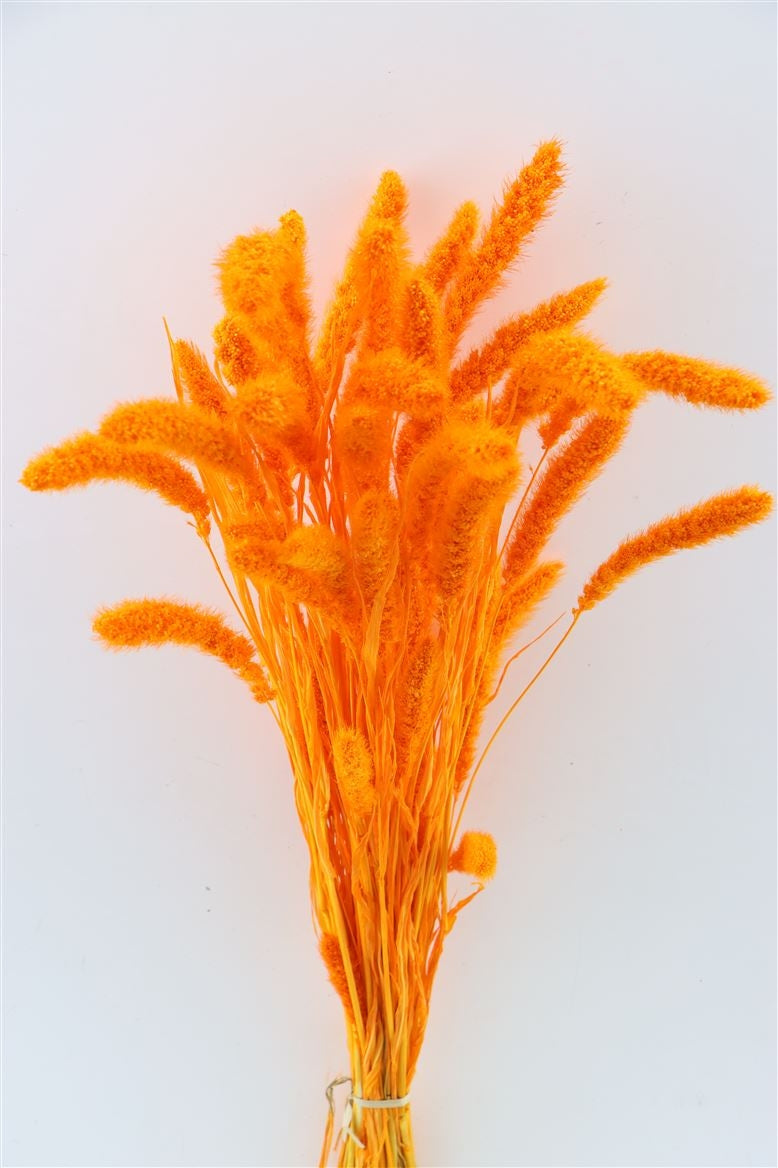 Setaria séchée blanchie orange