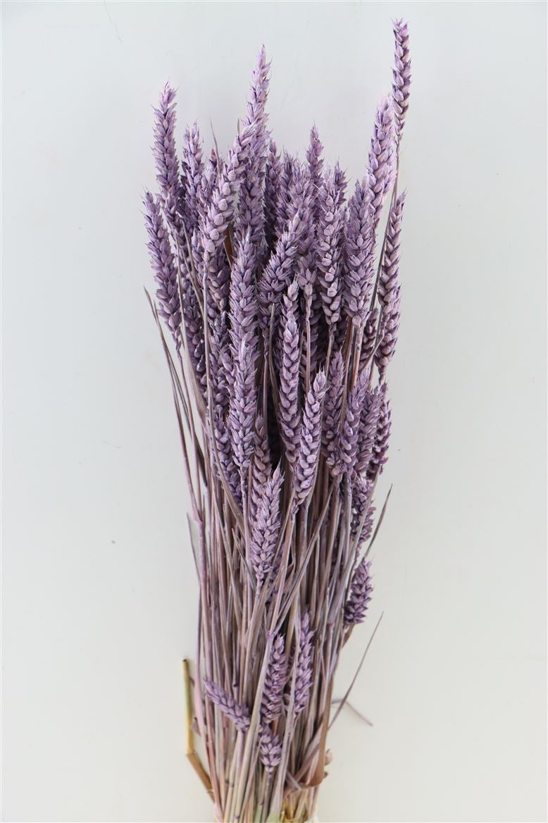 Getrocknete Weizenmilcha gefrostet