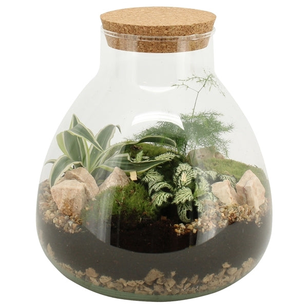 Terranium van plantjes in een bol glas met kurk