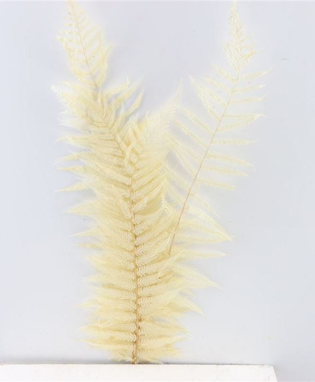 Royal fern bleached dried