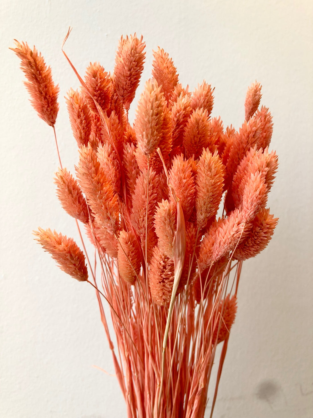 Dried Phalararis colored salmon pink (canarial grass)