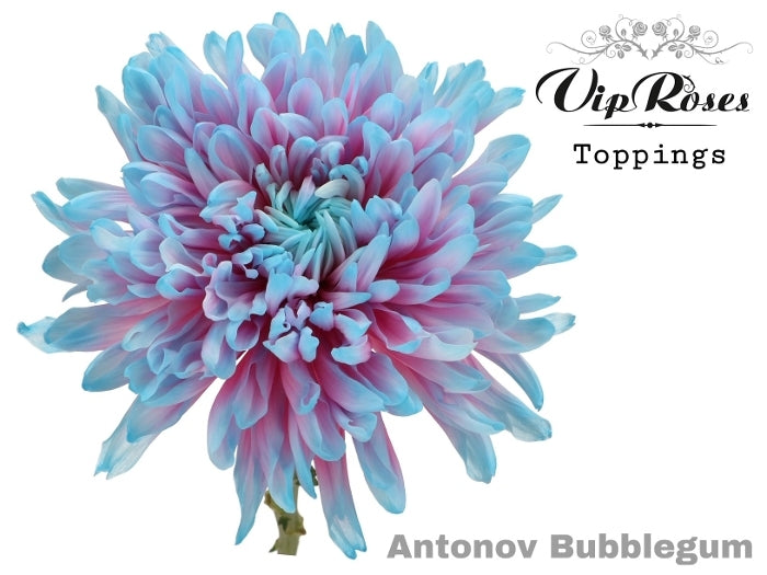 10 mono chrysanthemums Decorative Antonov Bubblegum