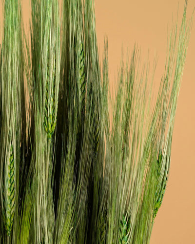 Gedroogde Gerst – groen