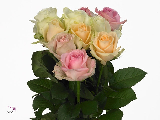 Blumenstrauß von 10 großen Lawinenrosen Pastellfarben