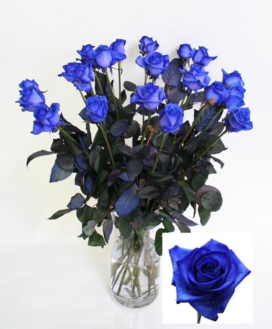 Bouquet de roses bleues de longues roses de fleurs moyennes moyennes