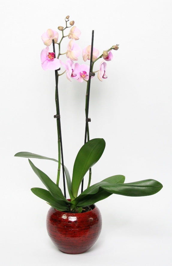 Phalaenopsis 2 Zweige in Keramik Stan Rood