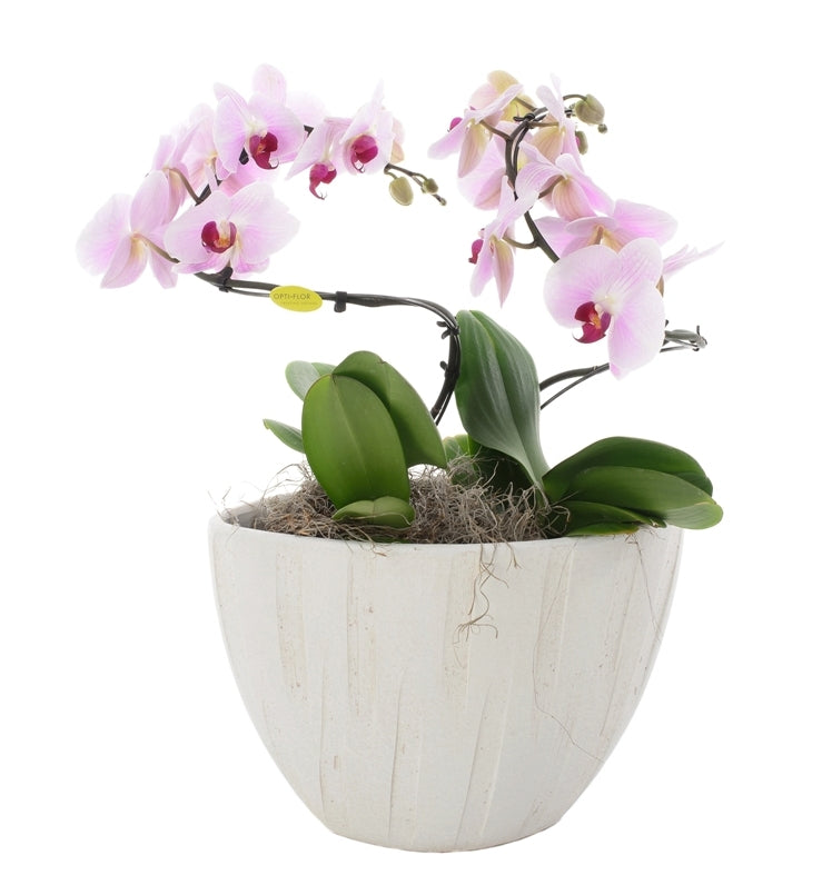 Phalaenopsis played in a vase Luca Crème