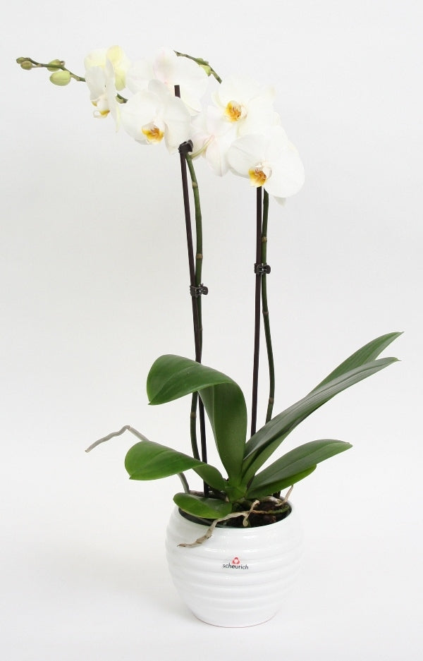 Phalaenopsis Orchidee 2 takken in keramiek Move wit