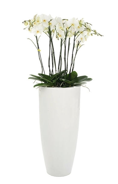 Phalaenopsis -Paket in großer hoher weißer Vase glänzend