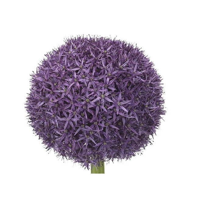 10 Allium