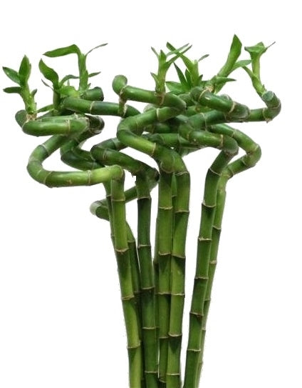 Lucky Bamboo Spiral Stems Short