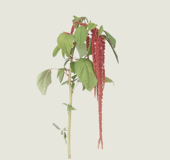 10 Amaranthus hanging