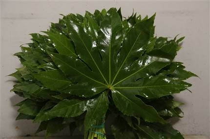 5 Aralia lame (Fatsia japonica)