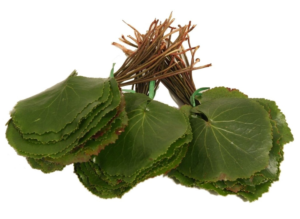 Tasse de feuilles de Galex