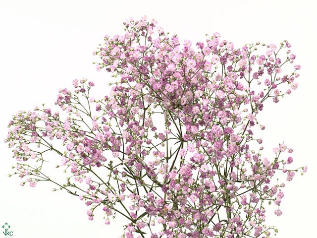 5 gypsophile rose