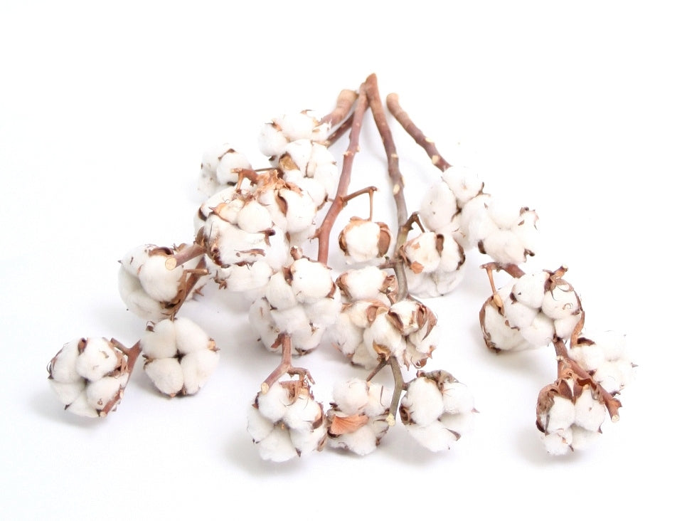 Cotton branches (Gossypium) with 5 balls per branch