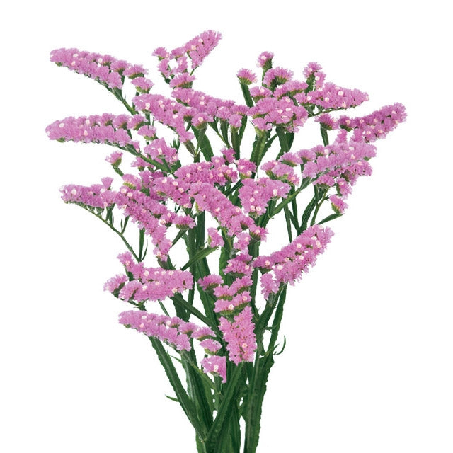 10 Limonium Statice verschiedene Farben