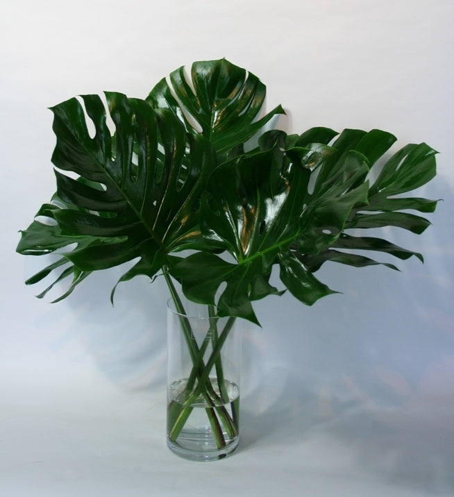 5 Monstera Leaf